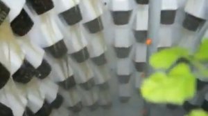 Вертикальная аэропоника