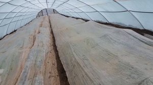 Ранний редис в теплице  ...как виростит редис в теплице