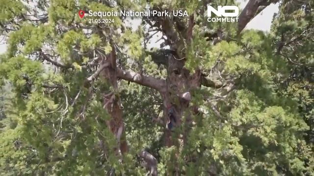 NO COMMENT: Bilan de santé d'un séquoia géant menacé par le dendroctone du pin ponderosa смотреть онлайн