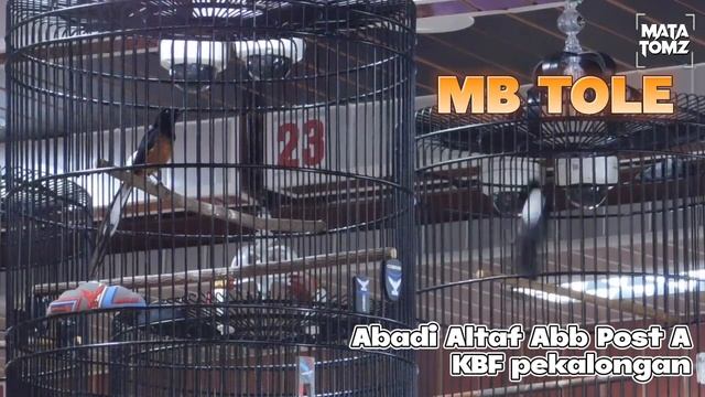 VIKING ARENA | MURAI BATU TOLE Pekalongan naik podium ASIAN AWARD Bandung | Abadialtaf ABBPOST AK смотреть онлайн