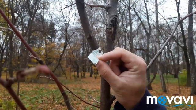 ГУЛЯЛИ ГУЛЯЛИ/ ЧТО ЭТО ? РОЗЫ ИЛИ ШИПОВНИК? смотреть онлайн