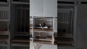 Вторая серия из жизни сербских голубей.