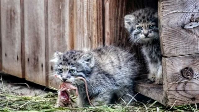 Мужчина нашёл бездомных котят, но позже он узнал шокирующую правду! смотреть онлайн