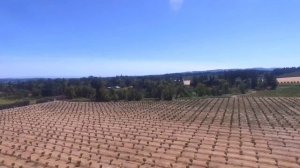 Плантация фундука, США. Панорама