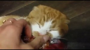 Боря!Отдай булку! (Озвучка Ivona Maxim) 18+