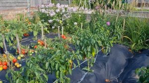 Огород без хлопот.