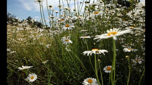 Видео-лекция Долина Абавы (Ремизова Елизавета) смотреть онлайн
