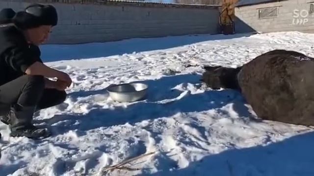 Семіз бие смотреть онлайн