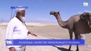 ПОЛЕЗНЫЕ СВОЙСТВА ВЕРБЛЮЖЬЕГО МОЛОКА