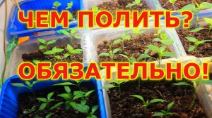 Чем обязательно рекомендую полить рассаду:чтобы она не болела, была крепкой и мощной!