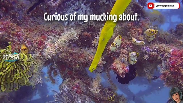 Chinese Photobomber смотреть онлайн