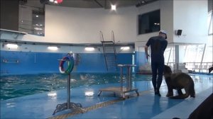 ДЕЛЬФИНАРИЙ ОКЕАН ВЛАДИВОСТОК