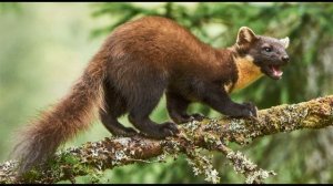 Звук лесной куницы.The sound of a pine marten.