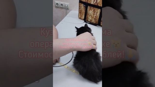 Кузе необходима операция на  лапке Стоимость 25000 рублей!