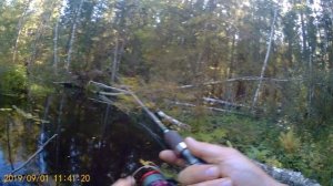 Ловля форели.  Дикая ручьевая форель ( пеструшка ).  Воблер на форель.