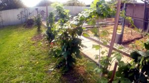 Шпалера для малины