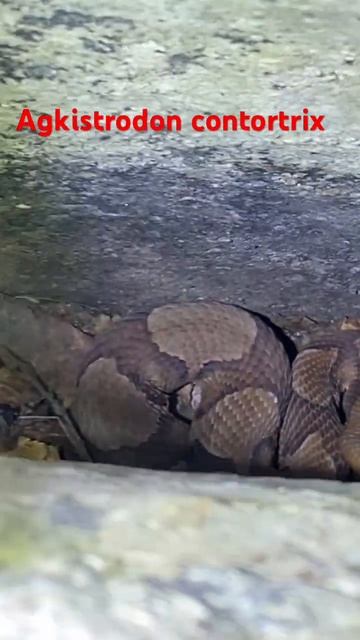 Agkistrodon contortrix in a rocky crevice @dayhikingandherpingdudes смотреть онлайн