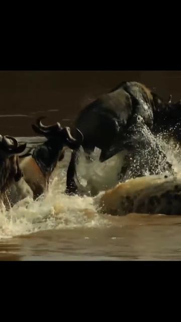 Атилопа ГНУ - жители Африки! #антилопа #лоси #лось #африка #животные #звери смотреть онлайн