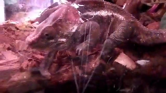 Дружелюбный Хамелеон смотреть онлайн