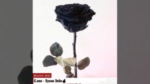 C.one - Хусни Зебо