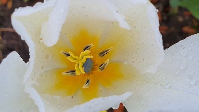 Музыкальное Видео: ЦВЕТУЩИЙ В ТЮЛЬПАНАХ ГОРОД ВЕНТСПИЛС ЛАТВИЯ