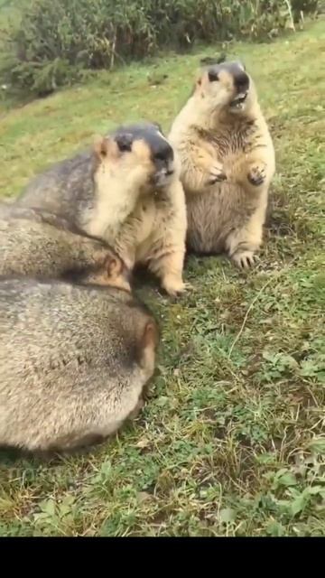 Сурки - разносторонние существа! #shorts смотреть онлайн