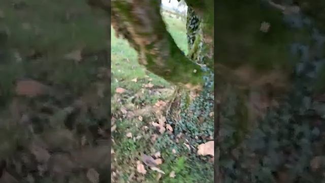 LIVE Le nid de frelons asiatiques surprise