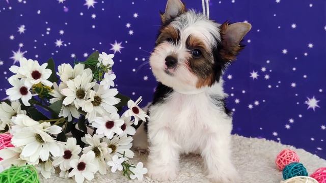 бивер мальчик в продаже. www.dog-mini.ru смотреть онлайн