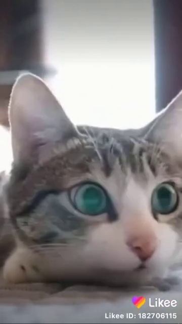 Эм коту нужна валерьянки смотреть онлайн