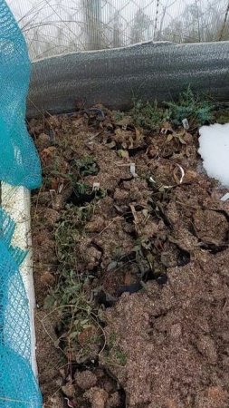 Как перезимовали мои саженцы клематисов и хвойных? ГАЛИСАД Череповец