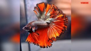 Аквариумная Бойцовая рыбка Петушок Содержание Разведение
