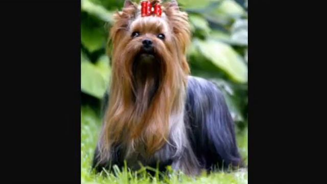 Хочу собаку смотреть онлайн