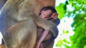 Последствия падения с высоты для baby monkey   1000036414.mp4