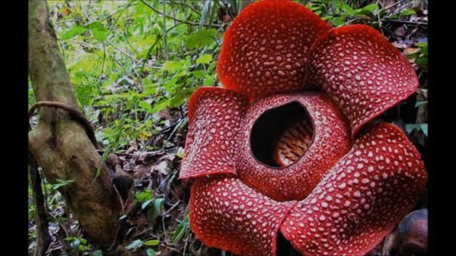 crabe cocotier et rafflesia arnoldii смотреть онлайн