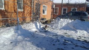 Мартовские хлопоты во дворе, на хозяйстве. НУТРИИ И ВЕСНА. 02.03.25