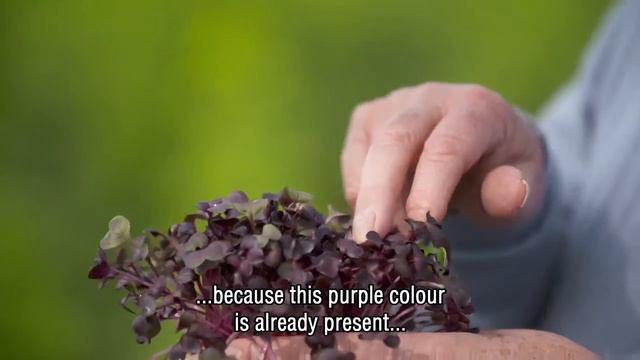 Stop patents on natural plant traits. De Bolster explains why... смотреть онлайн