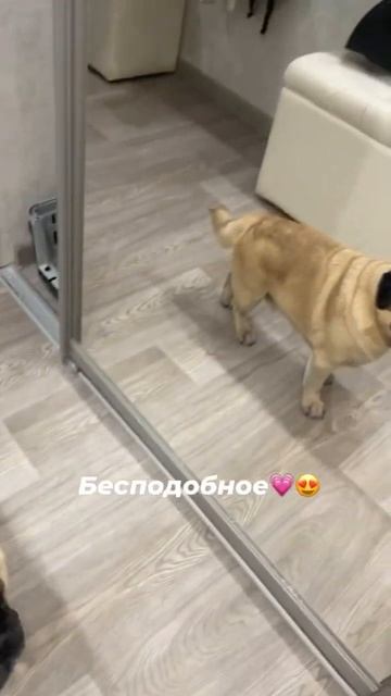 Кто понял, что надо делать?? #животные #мопсики #собака #любовь #shorts смотреть онлайн