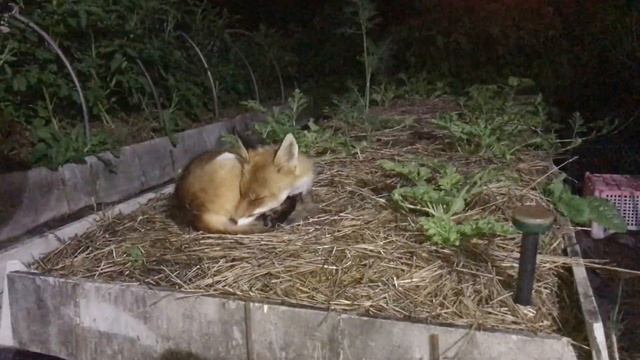 (561)Лиса приходит в гости. Июль 2023 смотреть онлайн