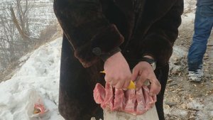 дикая кухня