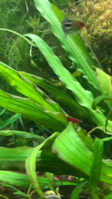 аквариум с растениями смотреть онлайн