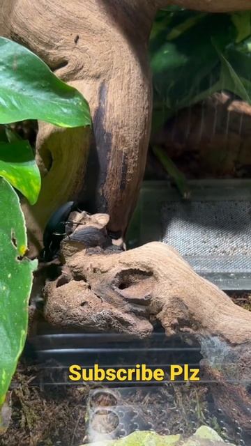 Eleodes Obscura | darkling beetle смотреть онлайн