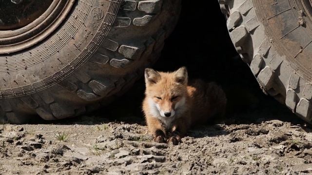 Funny and familiar animal sounds: Fox, cat, deer, bear, tiger… смотреть онлайн