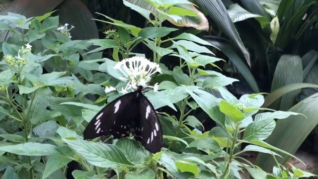 ケアンズトリバネアゲハOrnithoptera euphorion 2020/01/04 Australian Butterfly Sanctuary, Kuranda Australia смотреть онлайн
