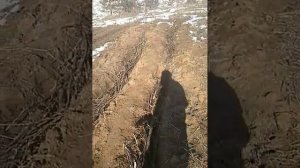 Про органические грядки для винограда.