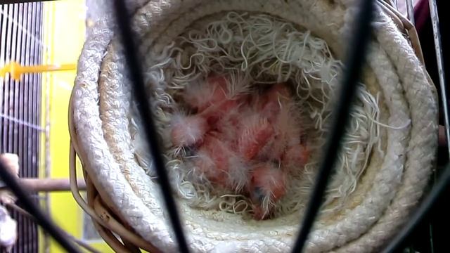 Канарейки 3 птенца канареек 22 июня, вылупились 16-18-20 июня 2016 г. смотреть онлайн