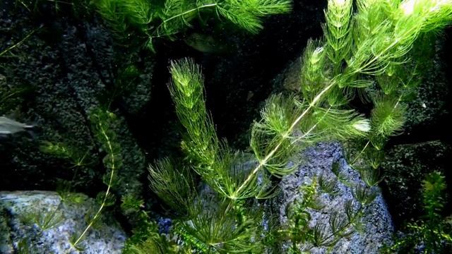 UnderSea Nature Relaxing Music mp3 Musical Background Without Copyright смотреть онлайн