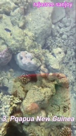 5 Best Coral reefs in the World....Corals are part of underwater ecosystem... #travel  #shorts #202