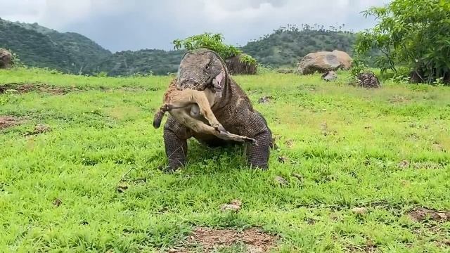 Судьба у козла незавидная. The fate of a little goat. Viral video