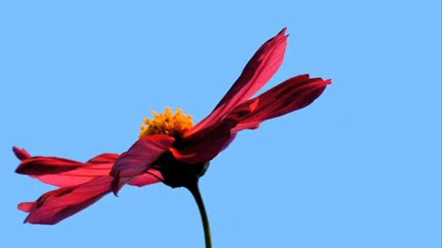 The Cosmos with Vanessa Paradis смотреть онлайн