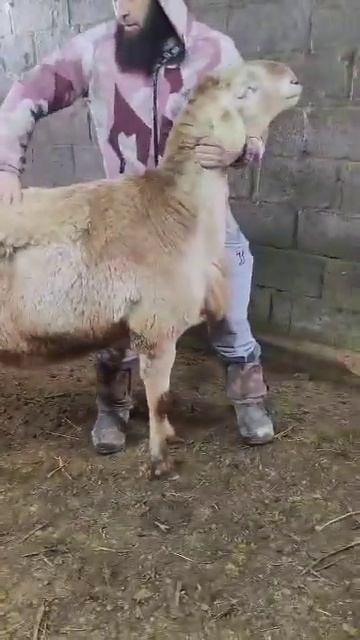 Крупный баран #ветеринар #дагестан #баранкурдючный смотреть онлайн